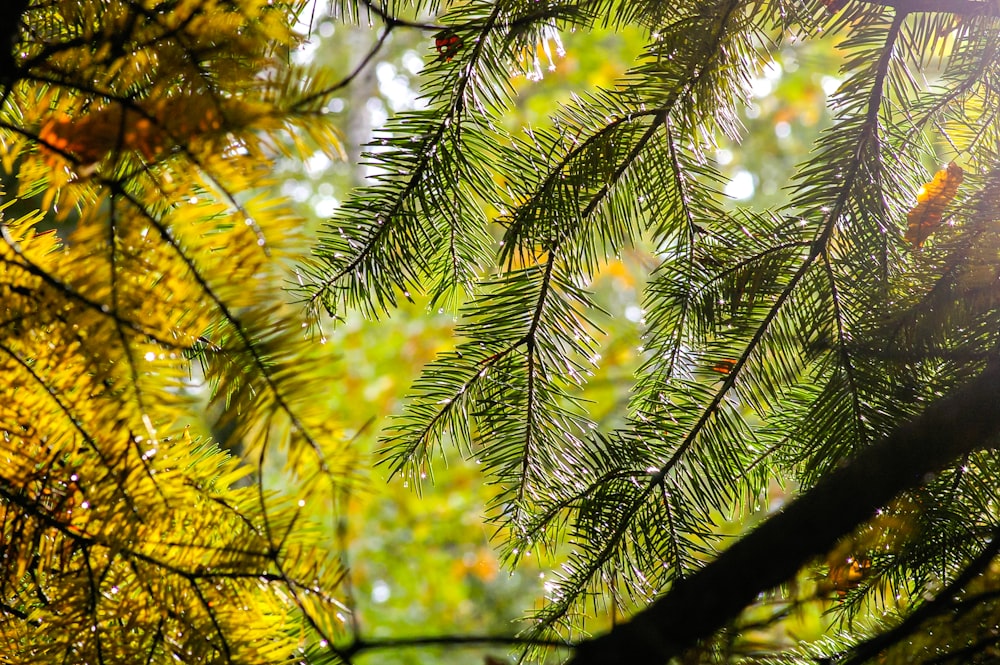 green and yellow leaves during daytime