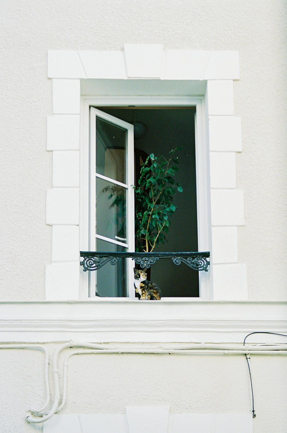 green plant on white window