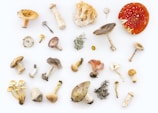 Various types and sizes of mushrooms are arranged on a white background. The collection includes mushrooms with different shapes, colors, and textures, showcasing a diverse array of fungal species. Some mushrooms have smooth caps, while others feature a textured surface or vibrant colors.