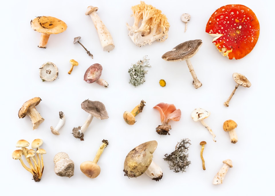 I 10 migliori funghi commestibili