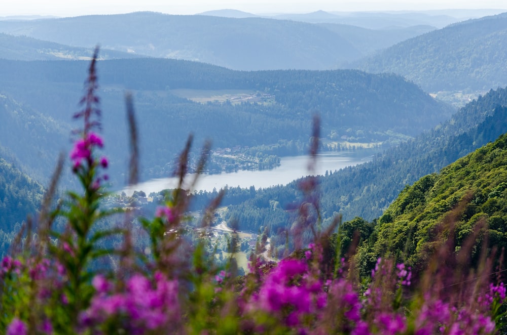 green and purple plants near lake during daytime