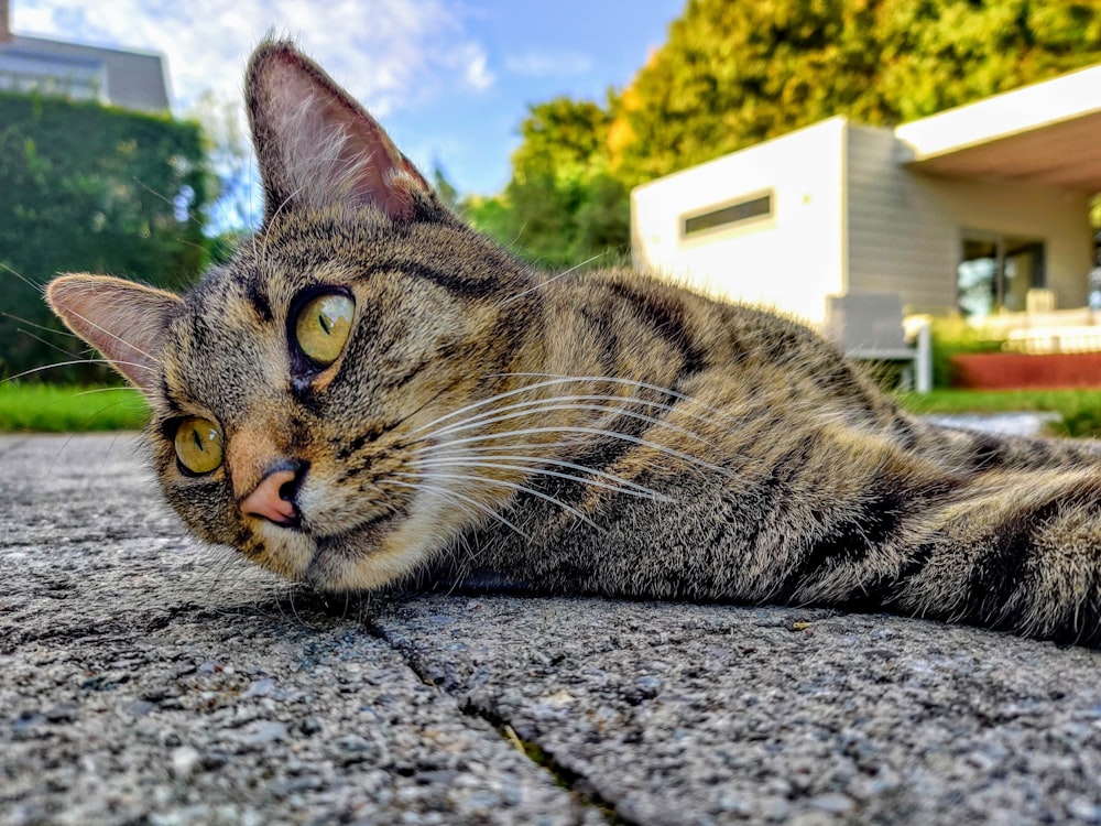 brown tabby cat lying on gray concrete floor