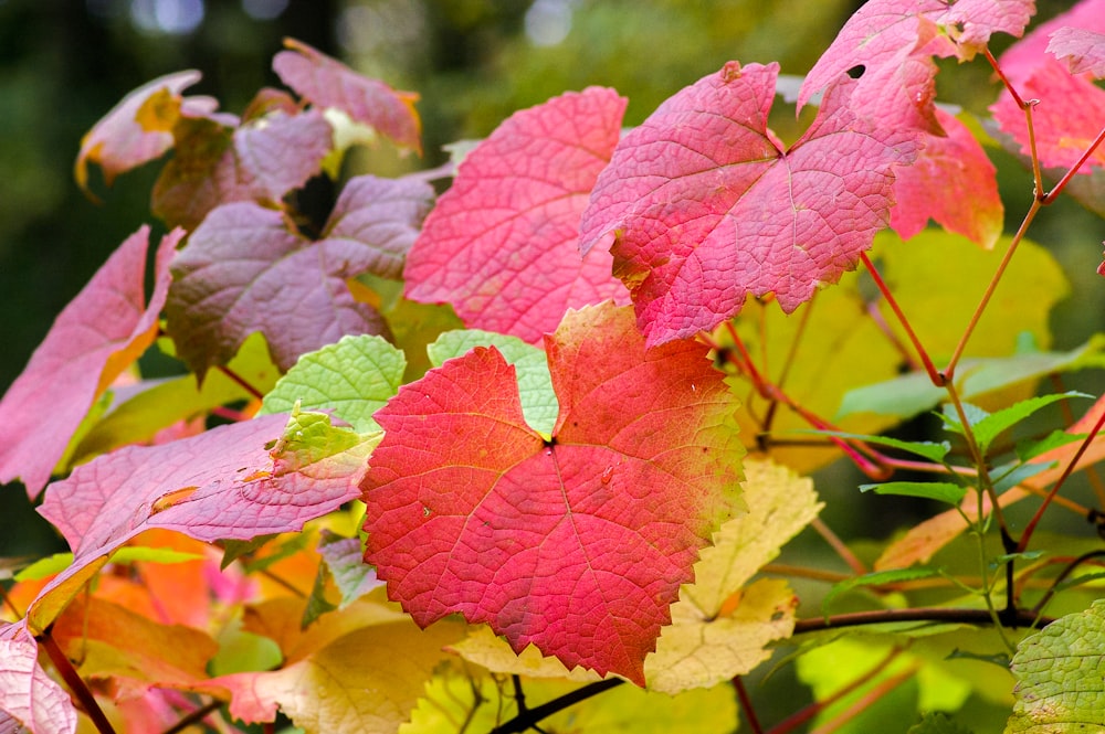 red and green leaves in tilt shift lens