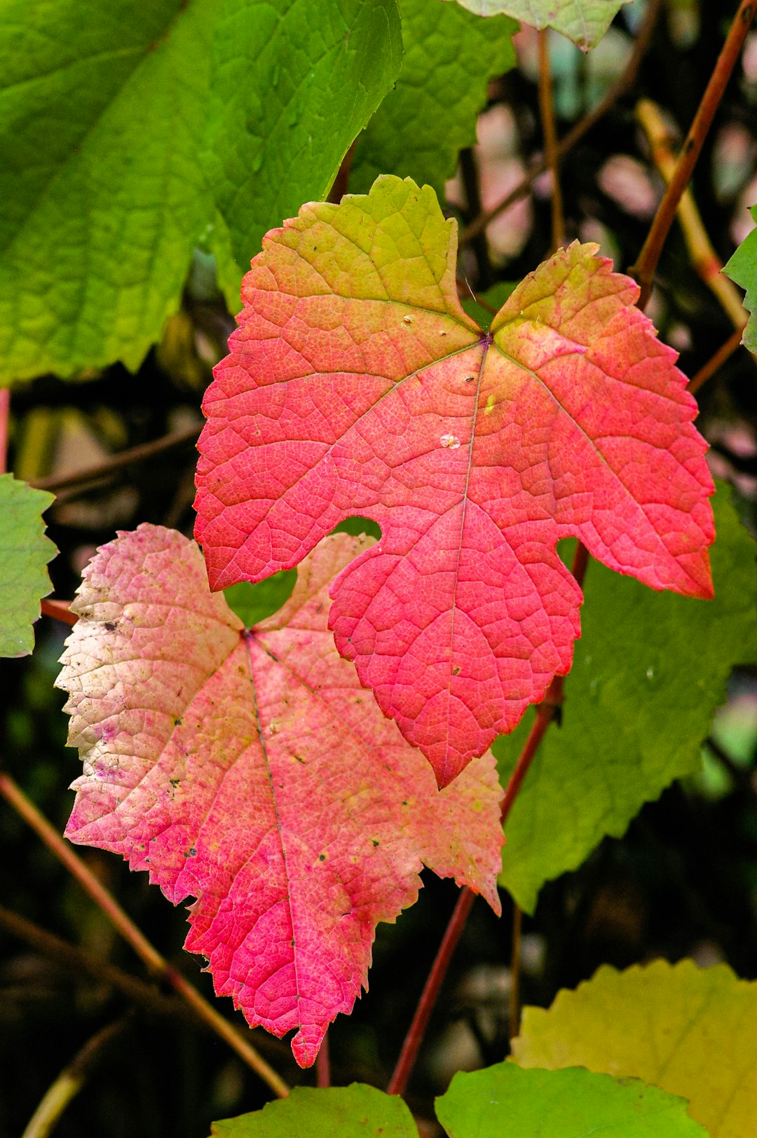 red and green maple leaf