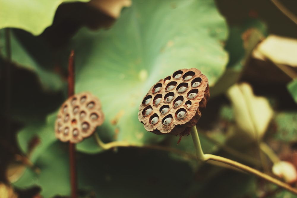 brown pine cone on green leaf