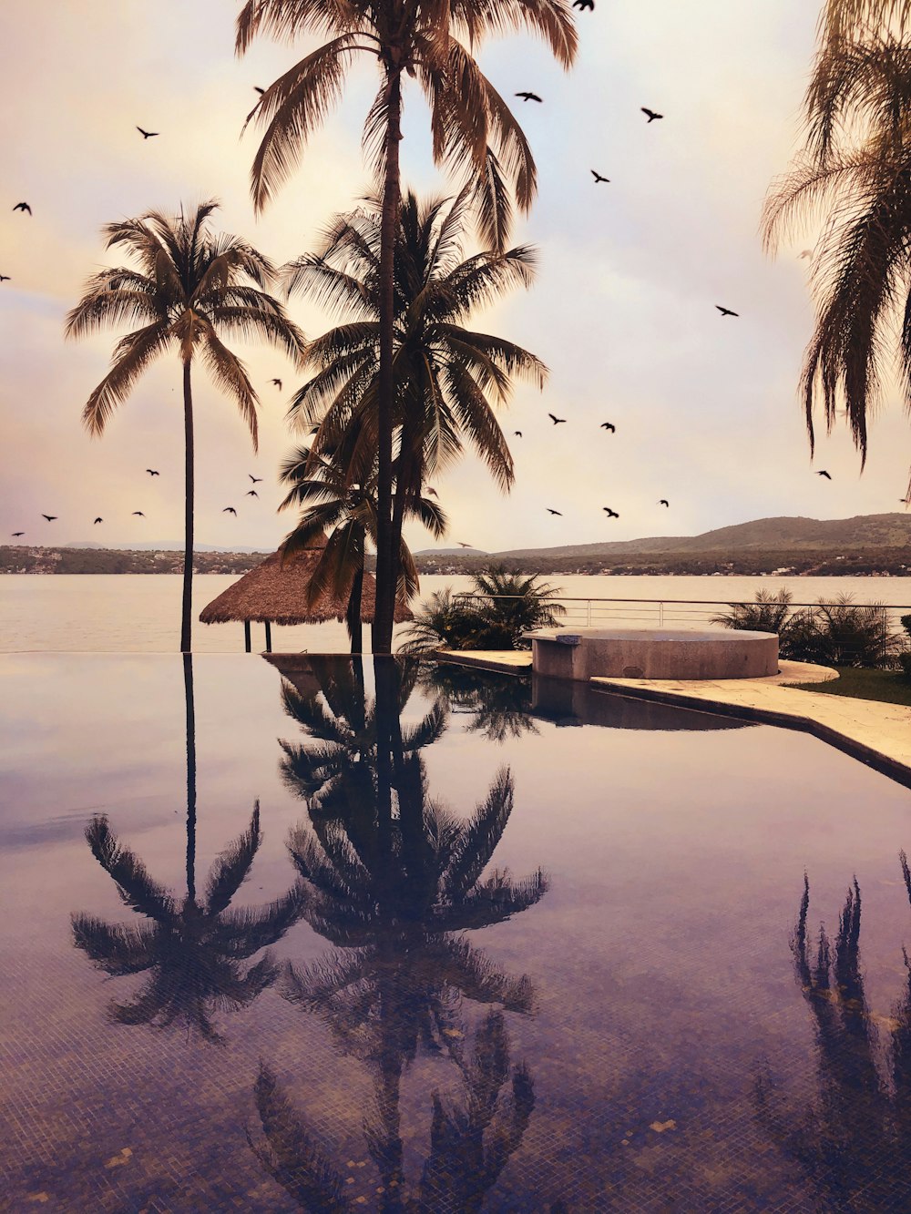 palm trees near body of water during daytime