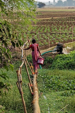 A person wearing a pink and red traditional outfit is walking across a makeshift narrow bridge made of logs and bamboo towards a field. They are carrying a pink and red container, likely for water or agricultural purposes. The surrounding area is lush with green vegetation, and a neatly organized field of crops can be seen in the background. There are trees with green leaves framing the scene.