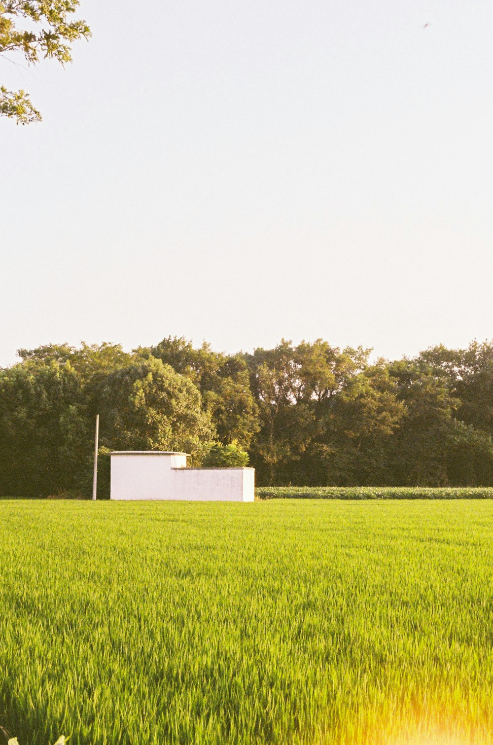 green grass field with trees