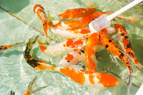 Several colorful koi fish swim gracefully in clear water. Their vivid orange, white, and black scales stand out against the light background. A pool cleaning tool is partially submerged, suggesting maintenance or care activity.
