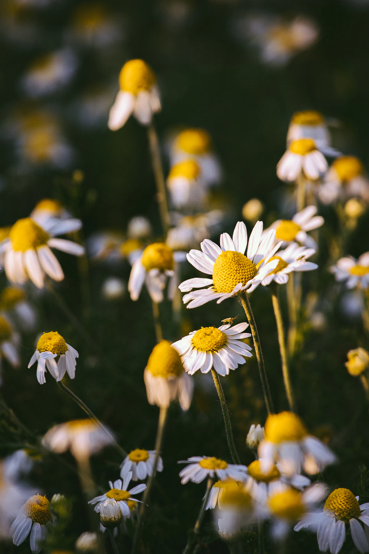 White and yellow daisies representing the fifth anniversary flower