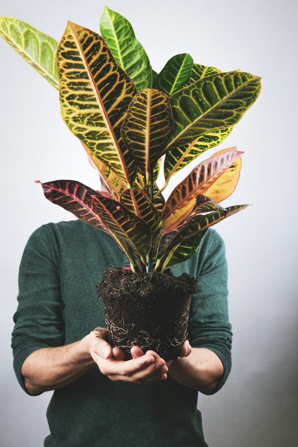 person holding green potted plant