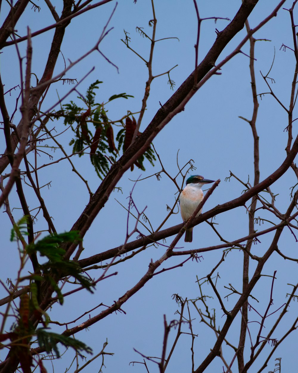 white and black bird on brown tree branch during daytime