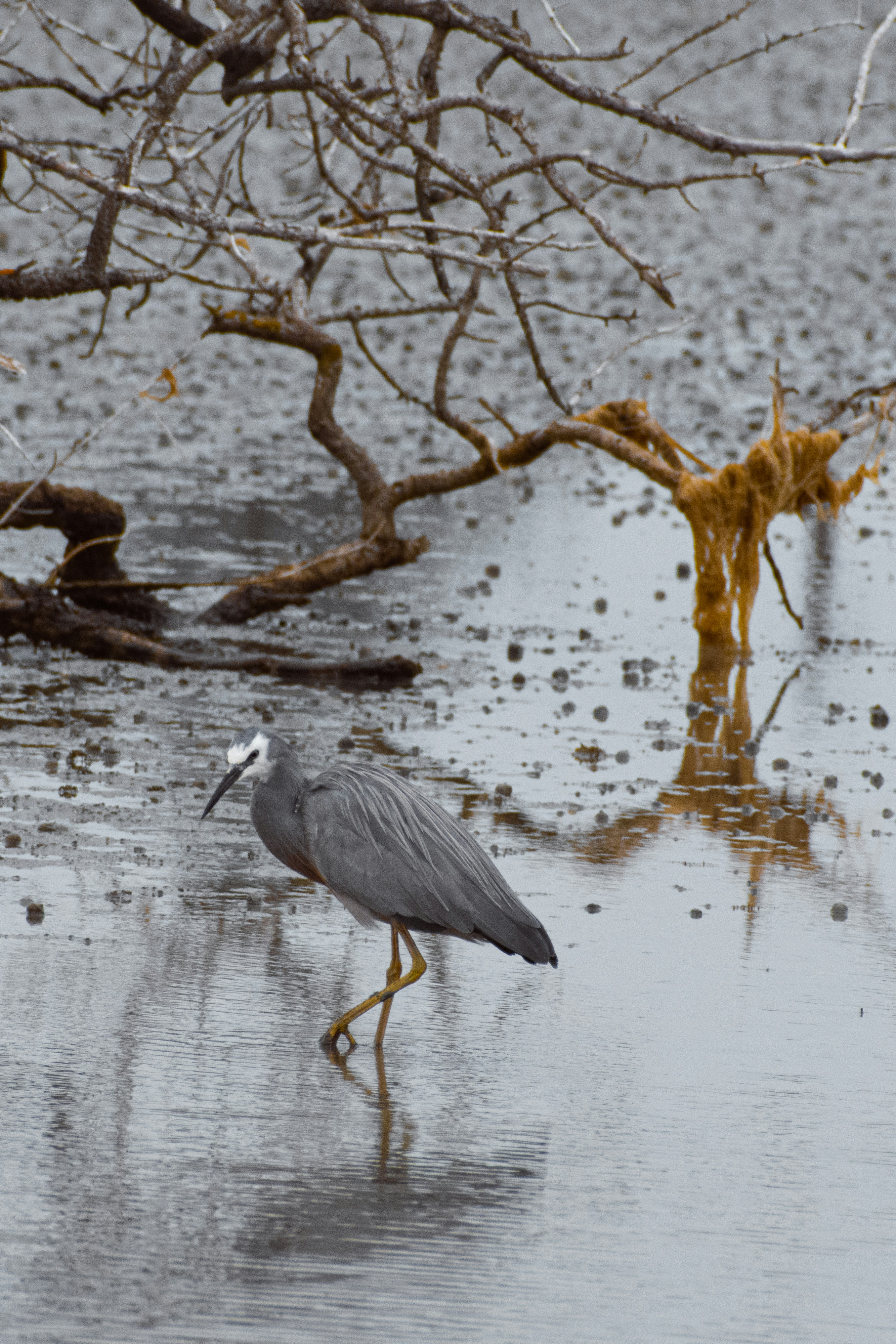 Pájaro gris en el cuerpo de agua durante el día
