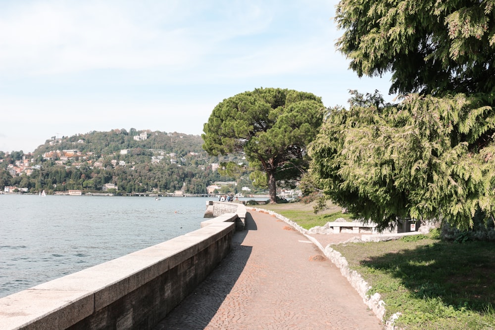 green trees near body of water during daytime