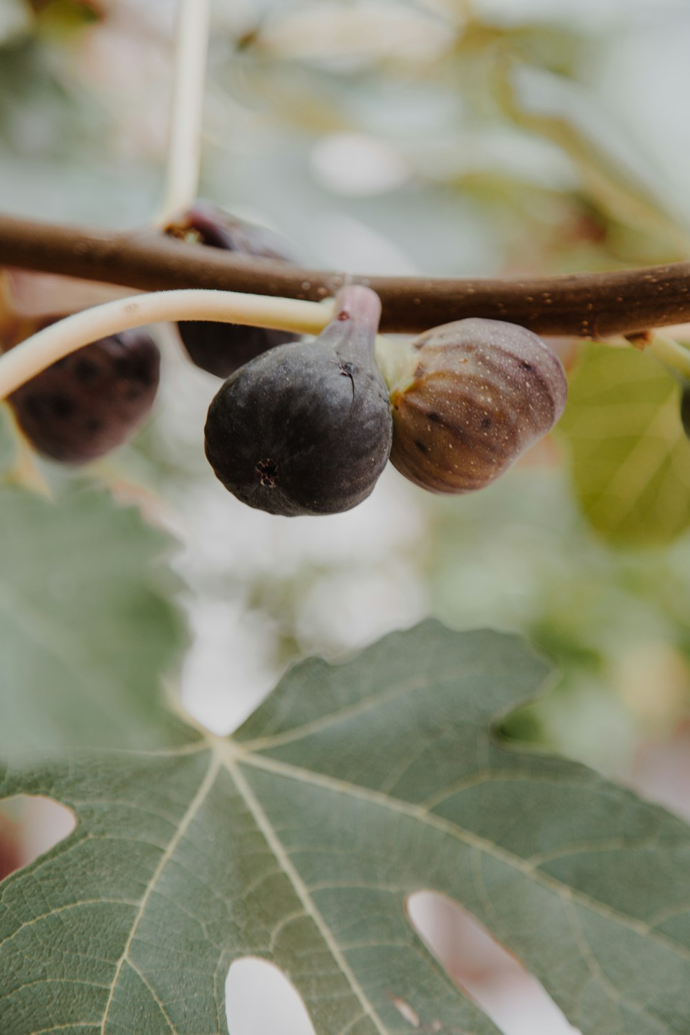 figs hanging from a tree branch with leaves