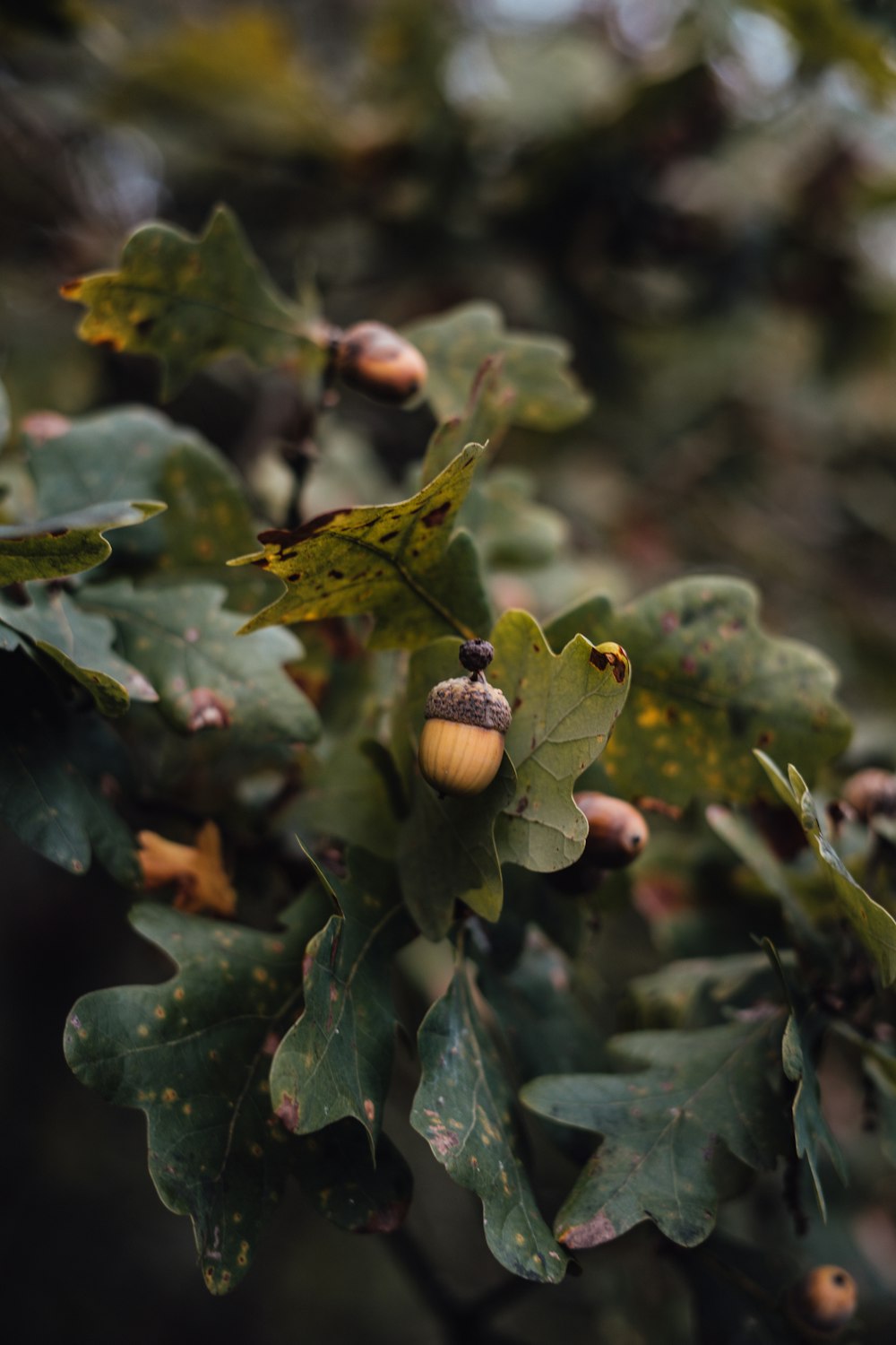 brown fruit on green leaves