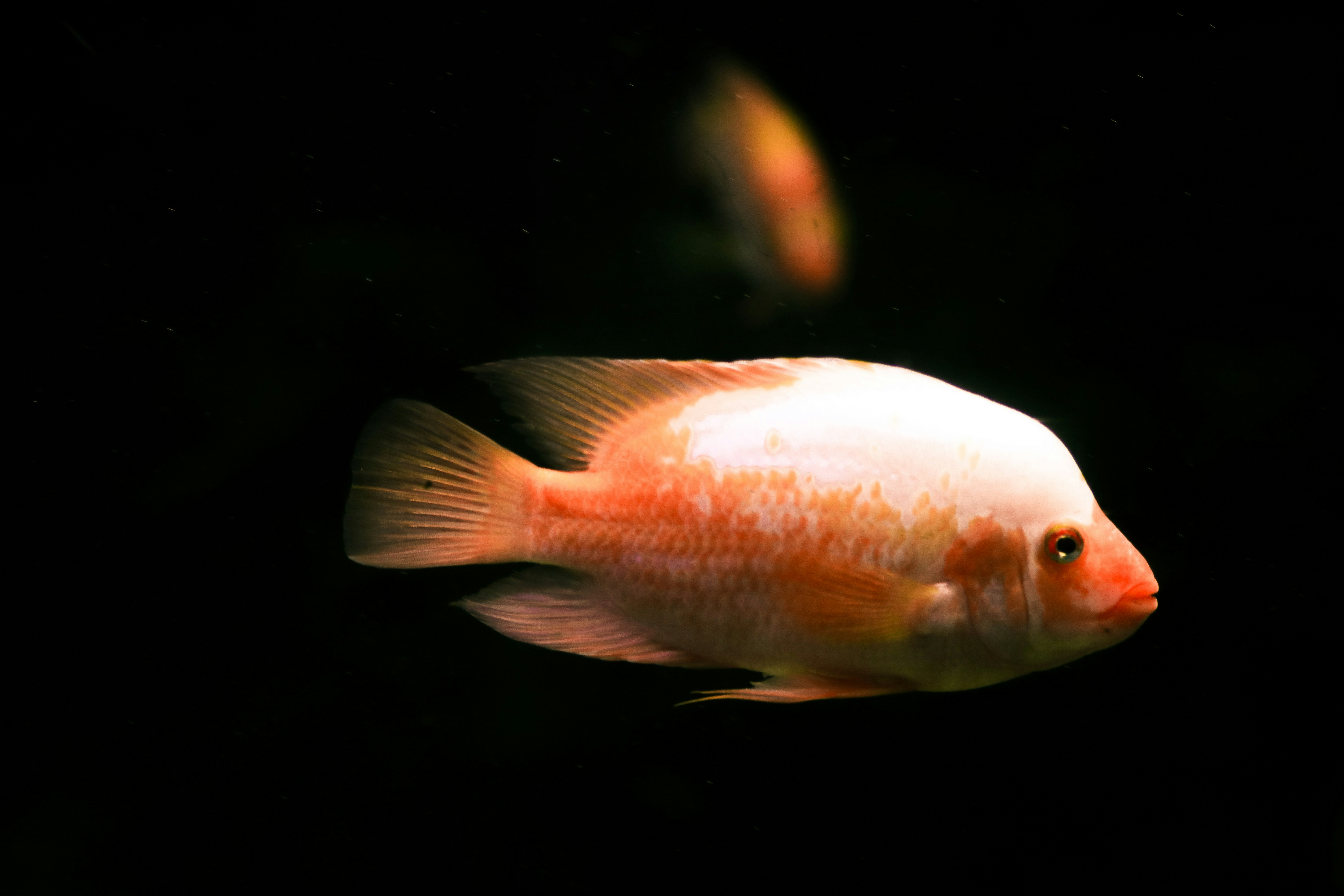 Photo by incedikitti