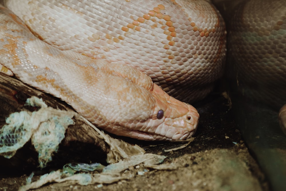 brown and white snake on brown wood