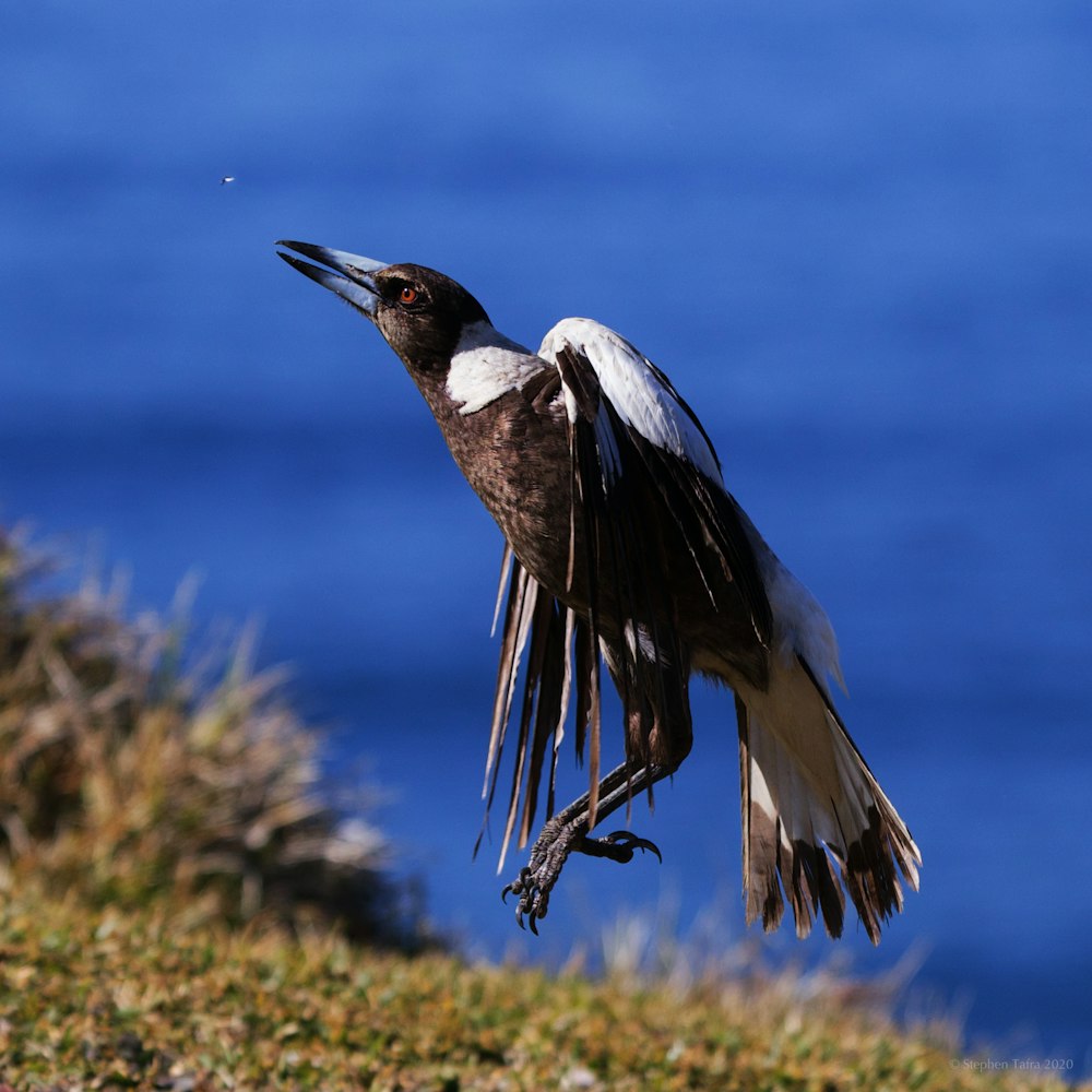 black and white bird on green grass during daytime