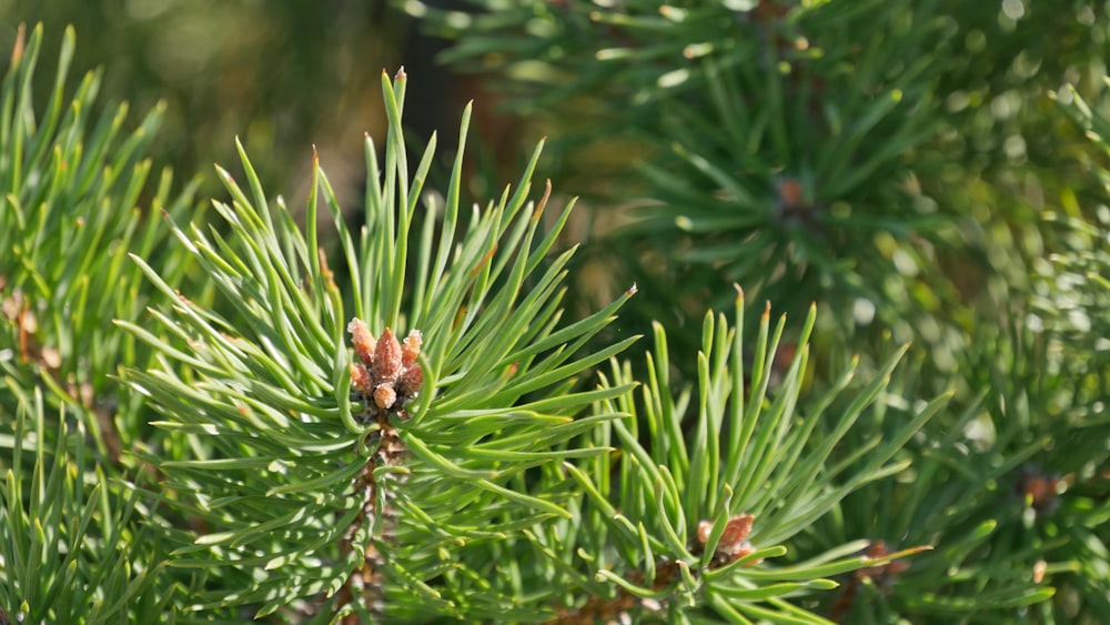 green pine cone in close up photography