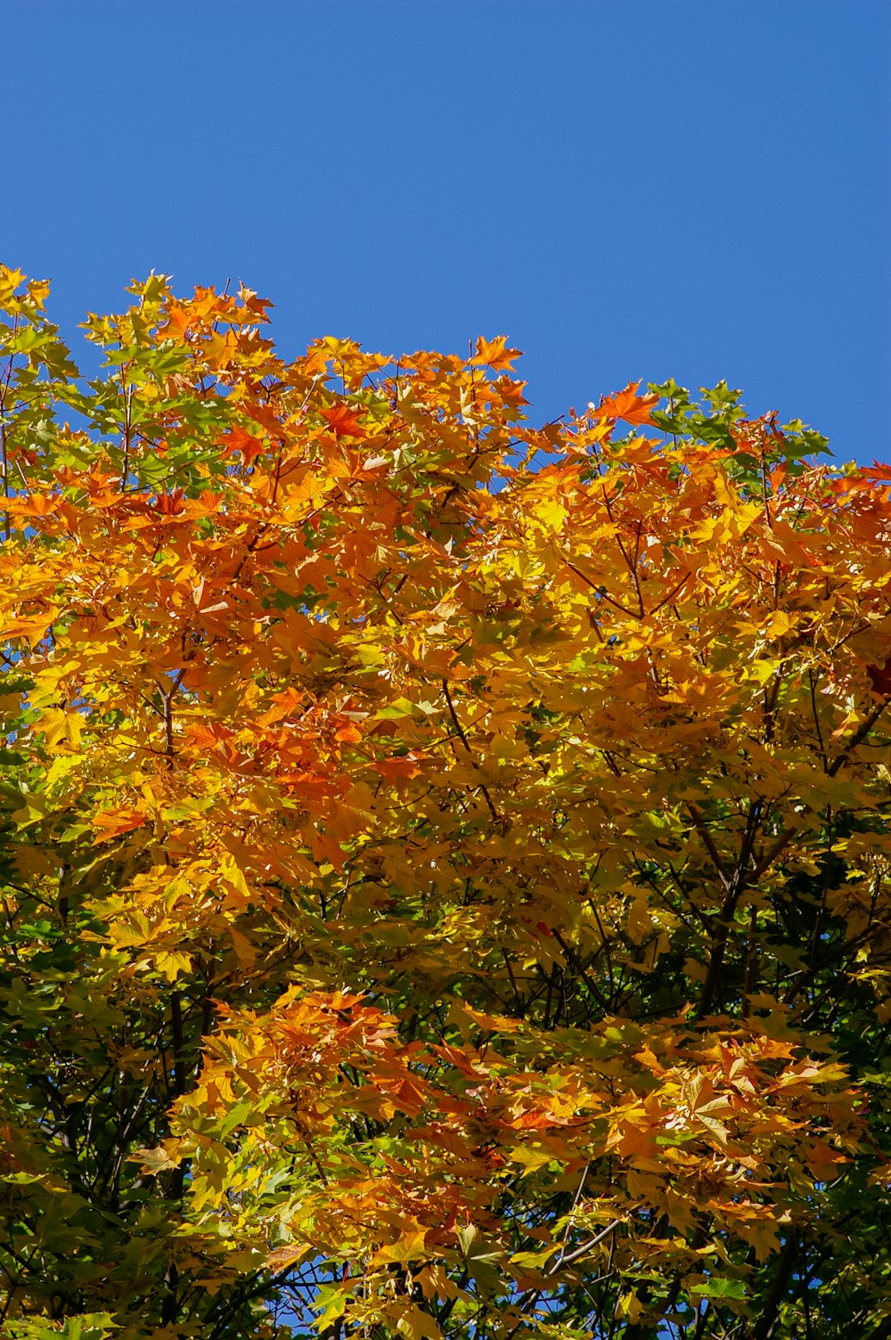 a tree with yellow leaves and a blue sky in the background