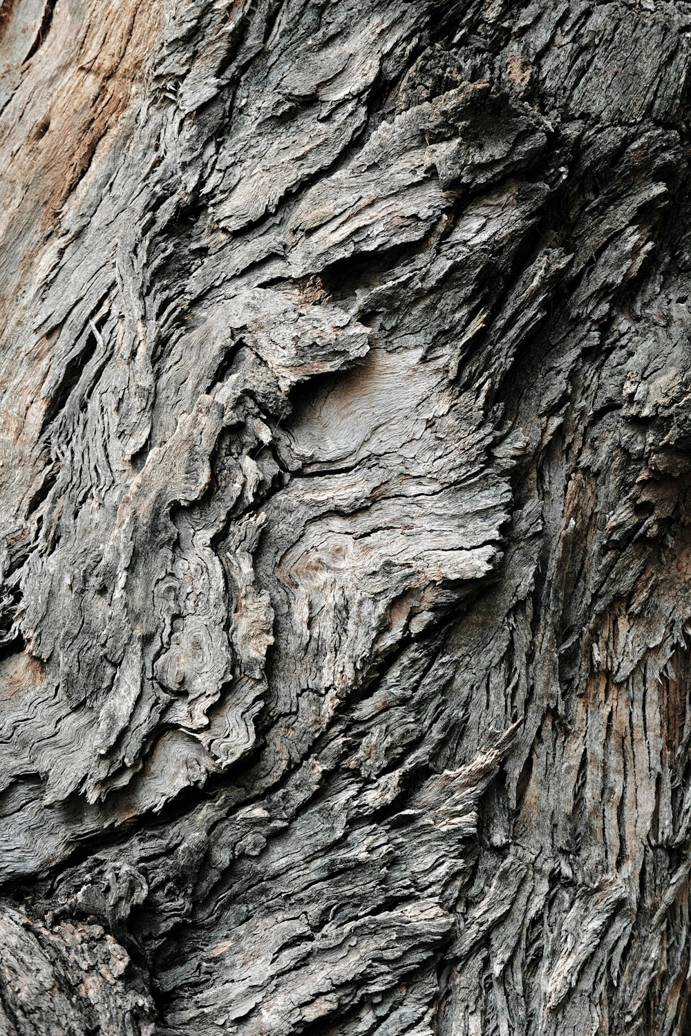 Un primer plano de la corteza de un árbol