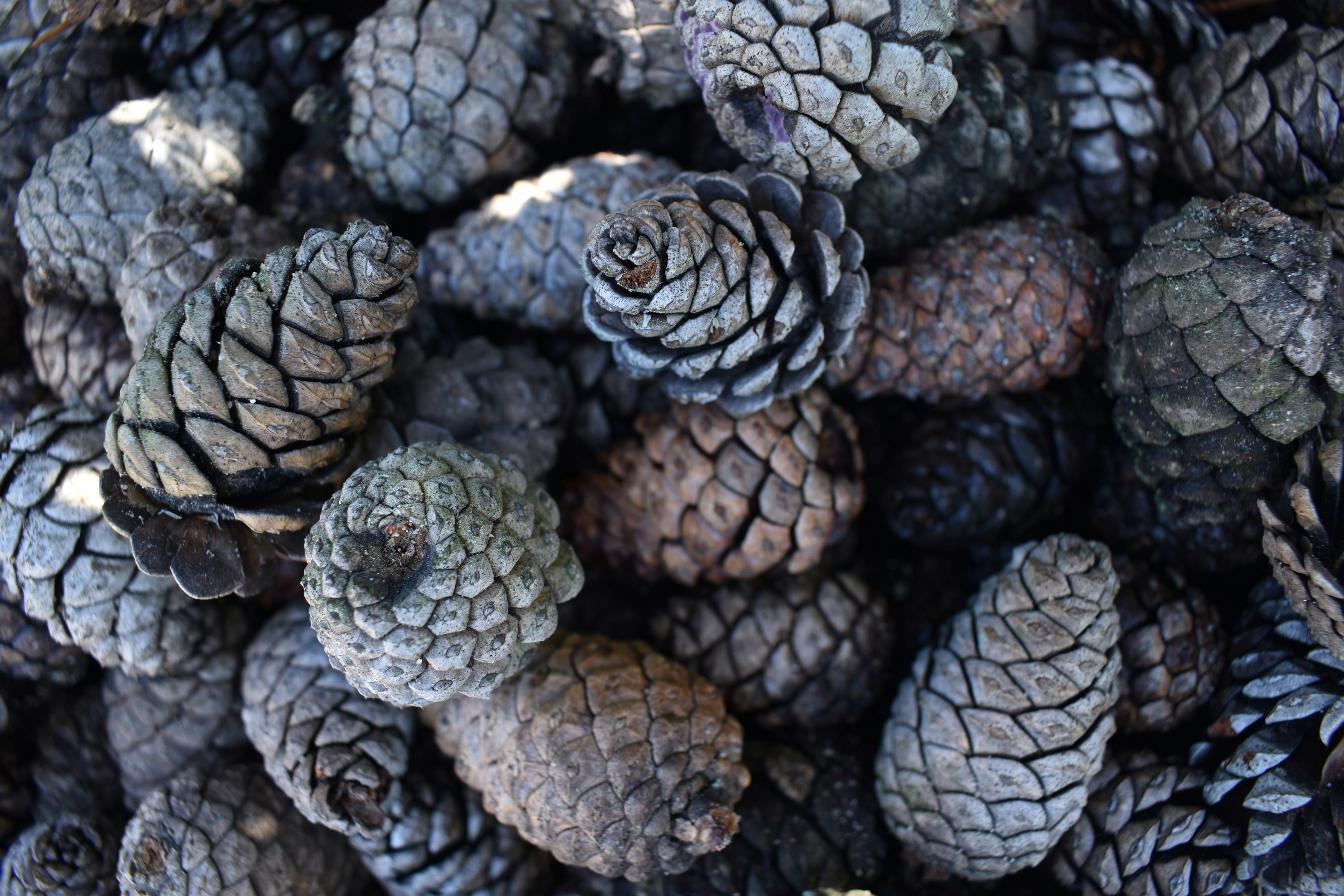 Pinecone Sensory Bin: Easy Fall Sensory Play for Toddlers