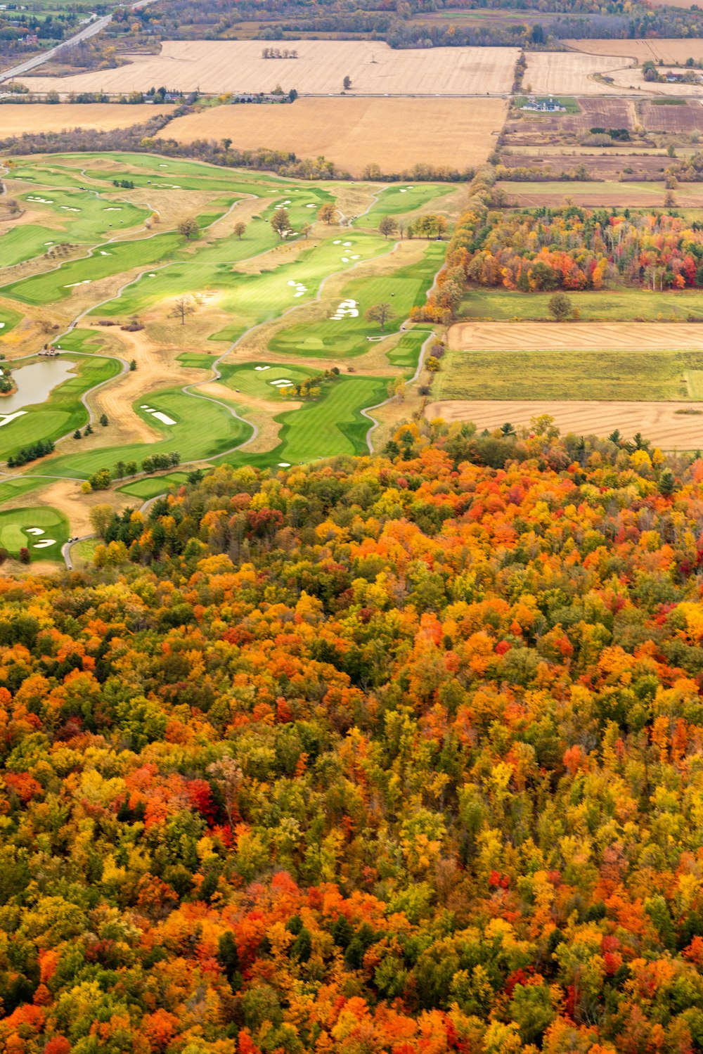 green and orange trees on green grass field during daytime