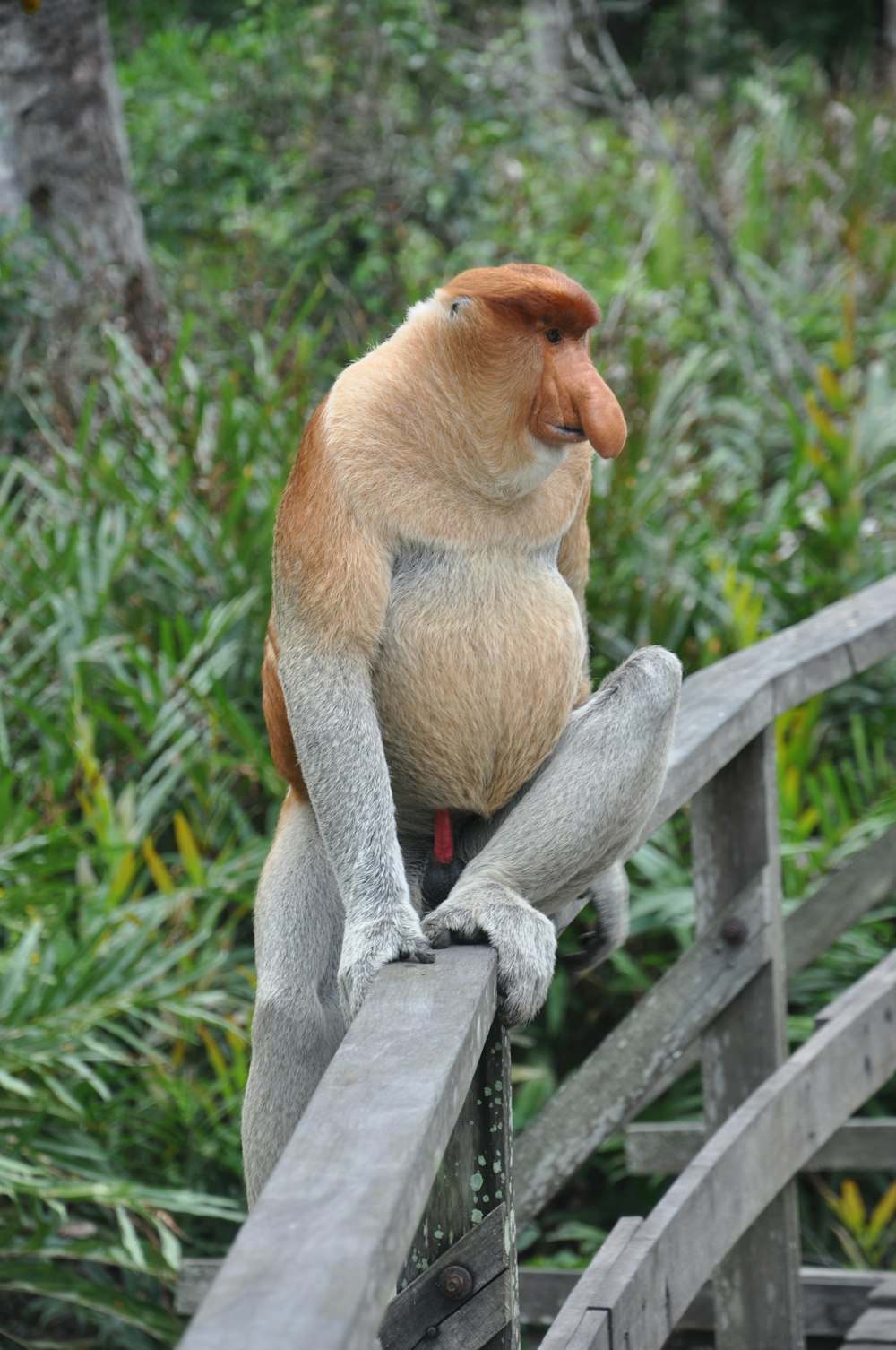 昼間、灰色の木の柵の上に座っている茶色の猿