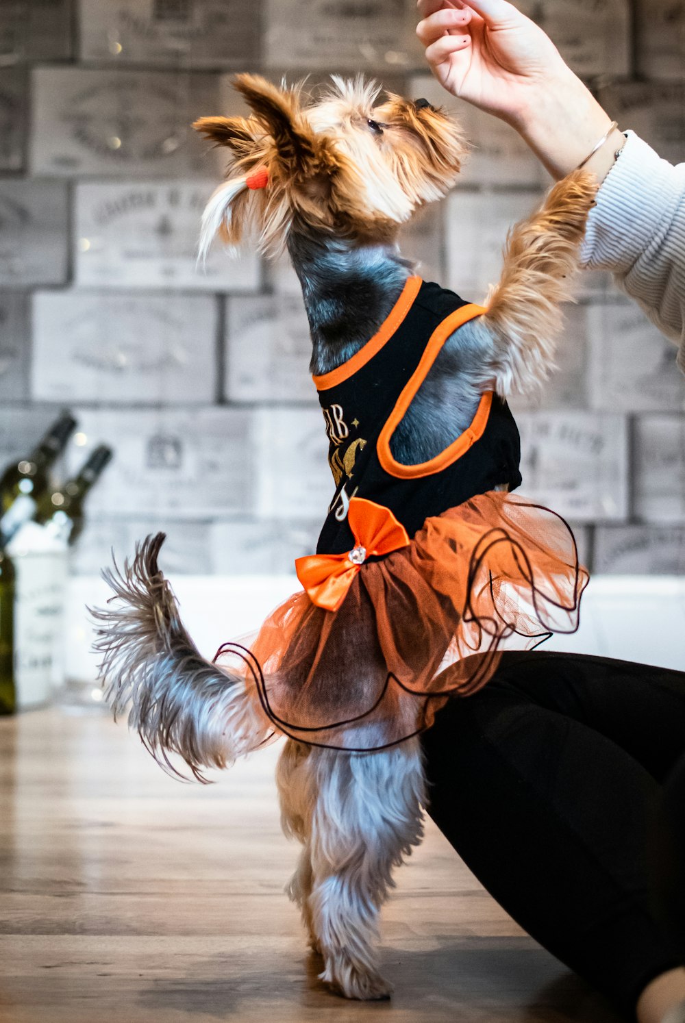 brown and black yorkshire terrier puppy wearing orange and black shirt