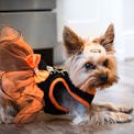 brown and black yorkshire terrier puppy on brown textile