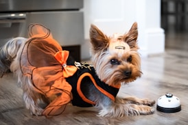 A small dog wearing an orange tutu dress with a bow and Halloween-themed decorations. The dog is posed on the floor next to a white button with paw prints on it. The room has a light-colored wooden floor and a modern decor.
