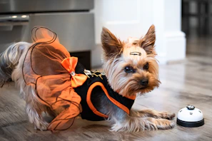 A small dog twirling happily in a bright, handmade dress with playful patterns.