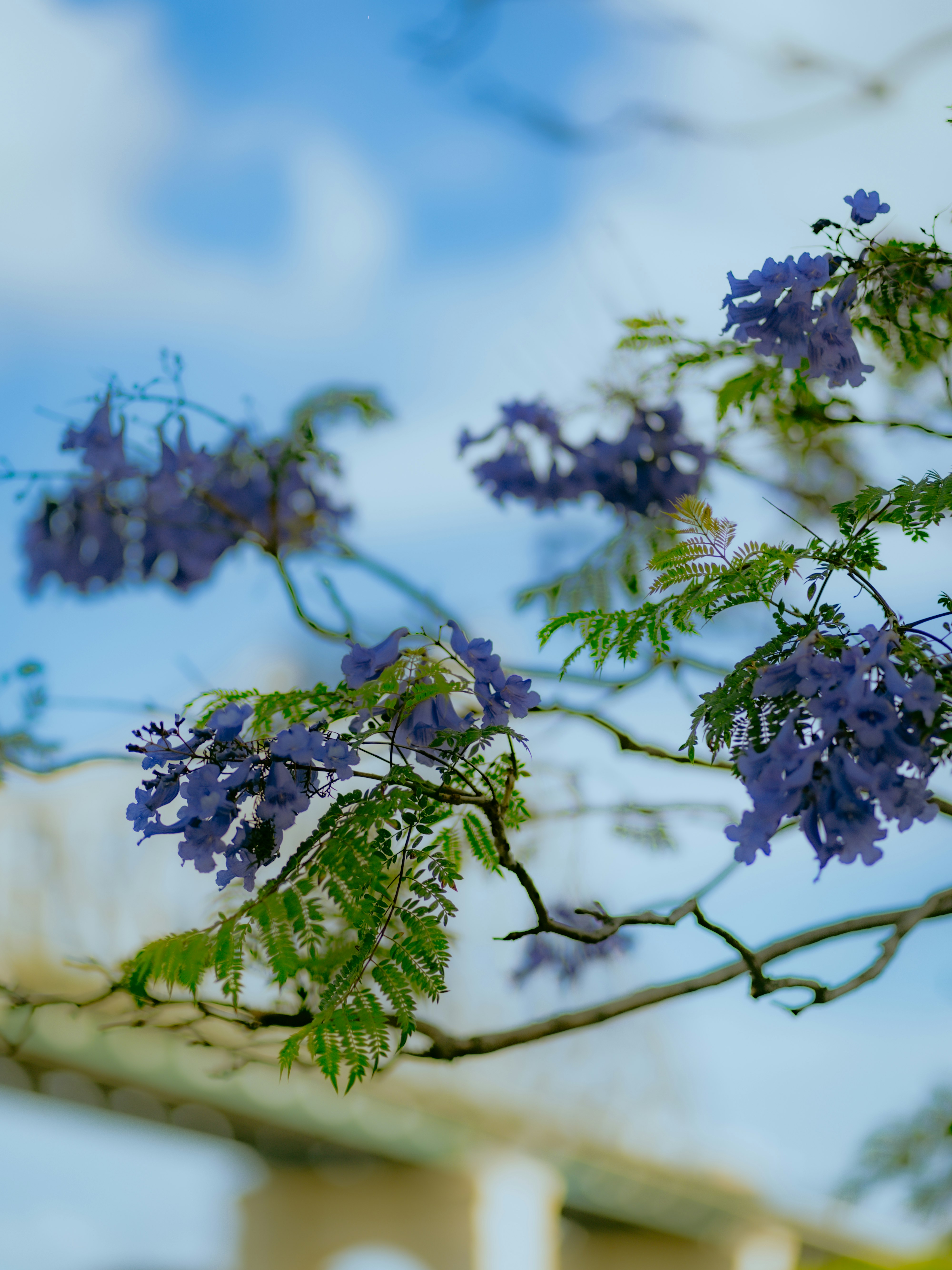 blue flowers with green leaves