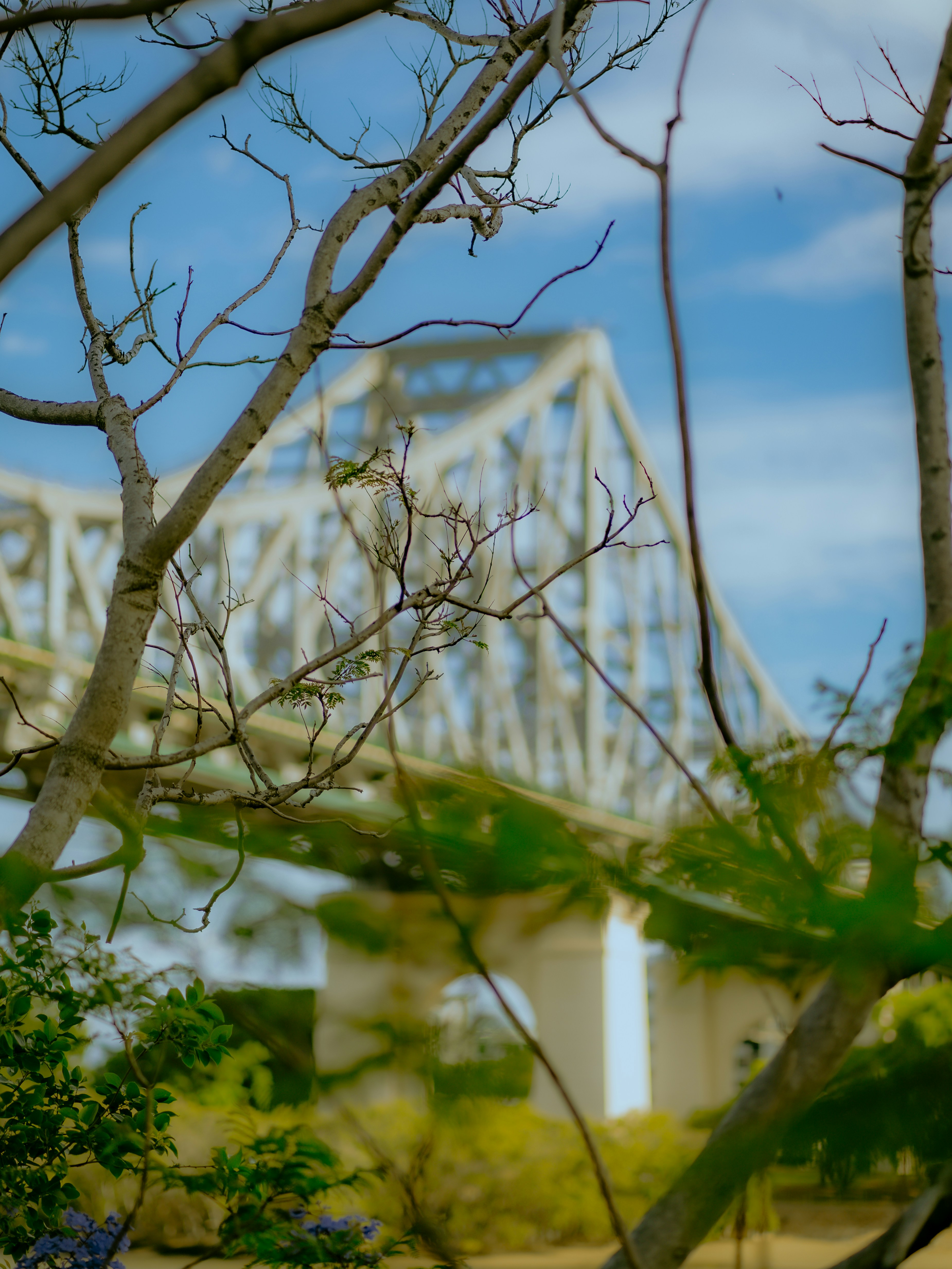 leafless tree near white building