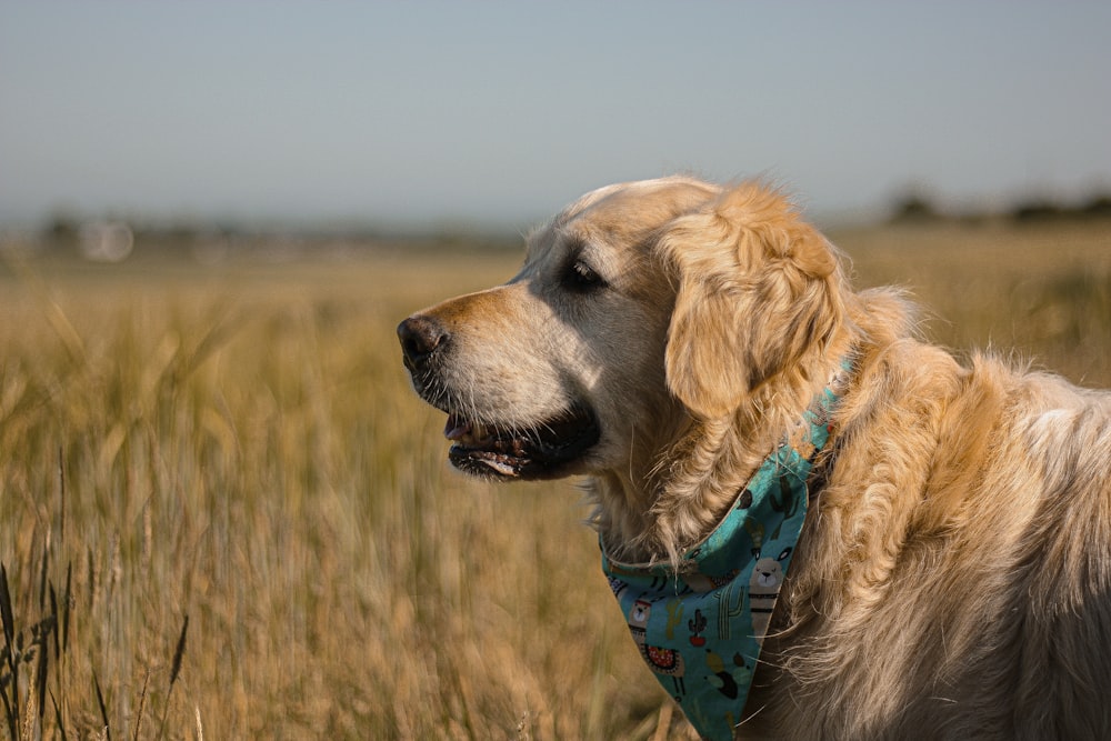 golden retriever with blue and white dog collar on grass field during daytime
