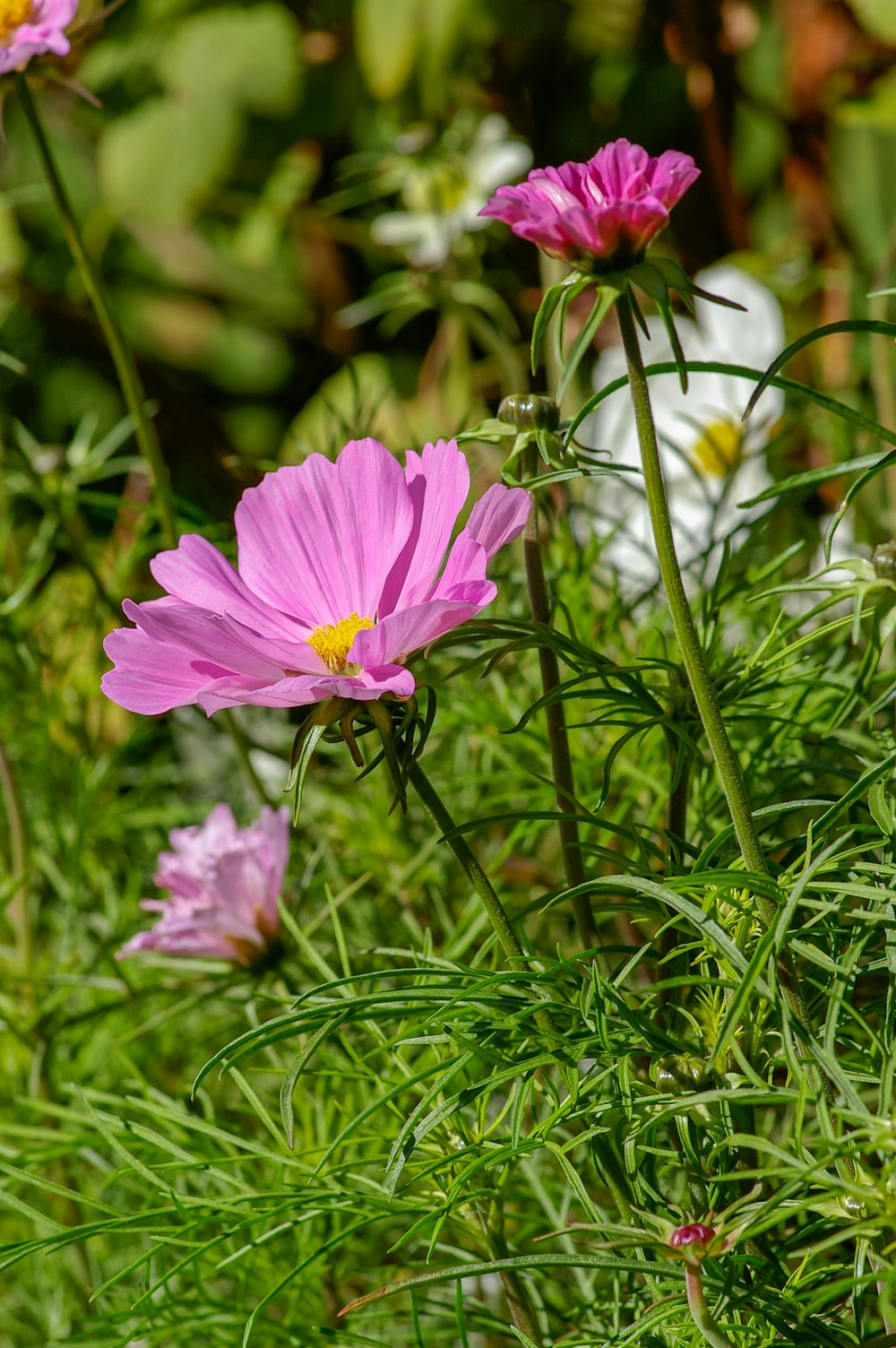 pink flower in tilt shift lens