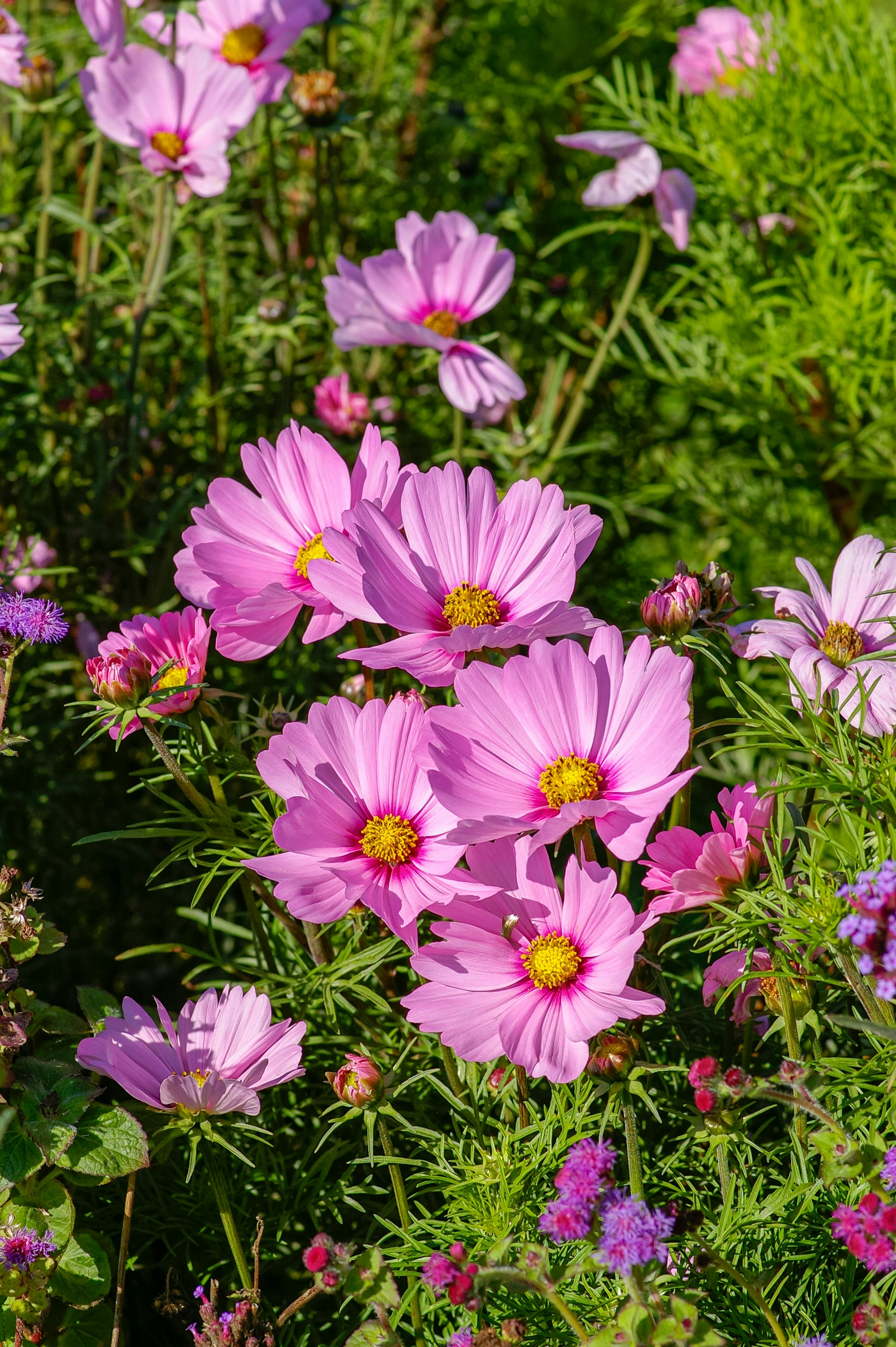 purple flowers with green leaves