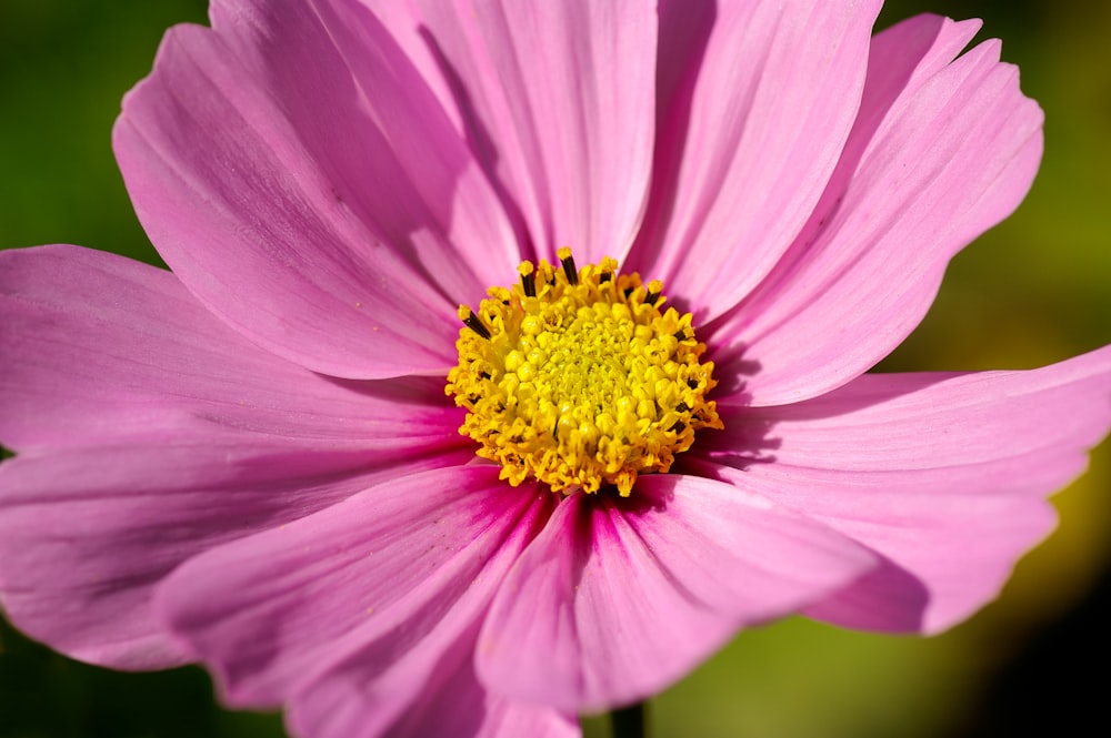 pink flower in macro shot