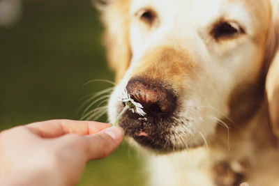 person holding golden retriever puppy