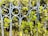 A decorative metal fence featuring circular patterns is intertwined with lush green foliage, creating an artistic blend of nature and architecture. The leaves are vibrant and densely packed, peeking through and around the blue-painted metal bars.