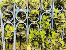A decorative metal fence featuring circular patterns is intertwined with lush green foliage, creating an artistic blend of nature and architecture. The leaves are vibrant and densely packed, peeking through and around the blue-painted metal bars.