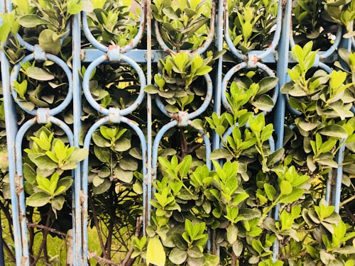 A decorative metal fence featuring circular patterns is intertwined with lush green foliage, creating an artistic blend of nature and architecture. The leaves are vibrant and densely packed, peeking through and around the blue-painted metal bars.
