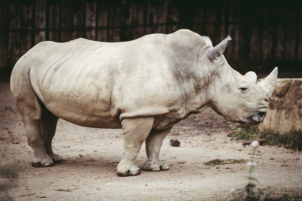 white rhinoceros on brown sand during daytime