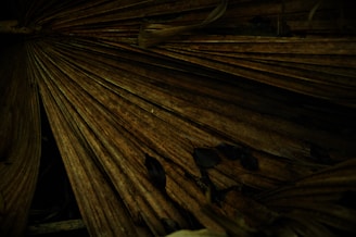 Close-up of ancient palm leaf manuscripts used in naadi astrology readings