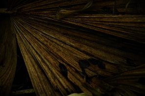 A close-up of a large dried palm leaf with intricate, parallel fold lines stretching across the image. The leaf has a brown, earthy tone with subtle hints of green. In the foreground, there are small, scattered dark leaves and twigs lying on top, adding texture and depth.