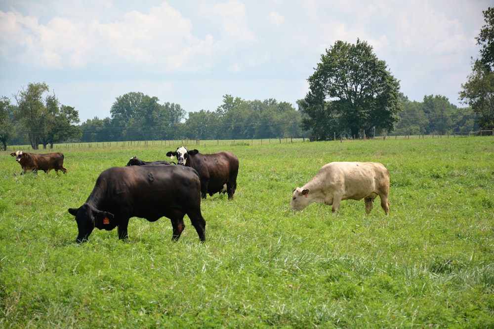 black and white cow on green grass field during daytime