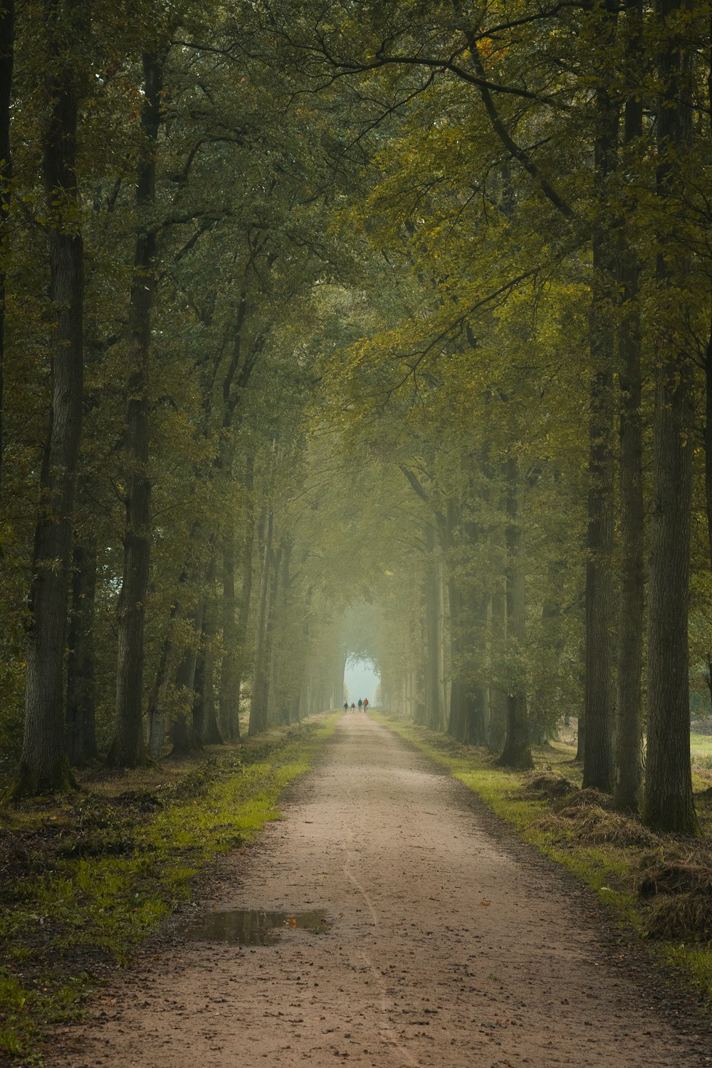 gray concrete road between green trees during daytime