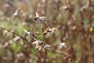 Soft focus image of dried flowers and herbs used in crafting the perfumes, evoking nature’s calm.