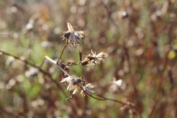 Soft focus image of dried flowers and herbs used in crafting the perfumes, evoking nature’s calm.